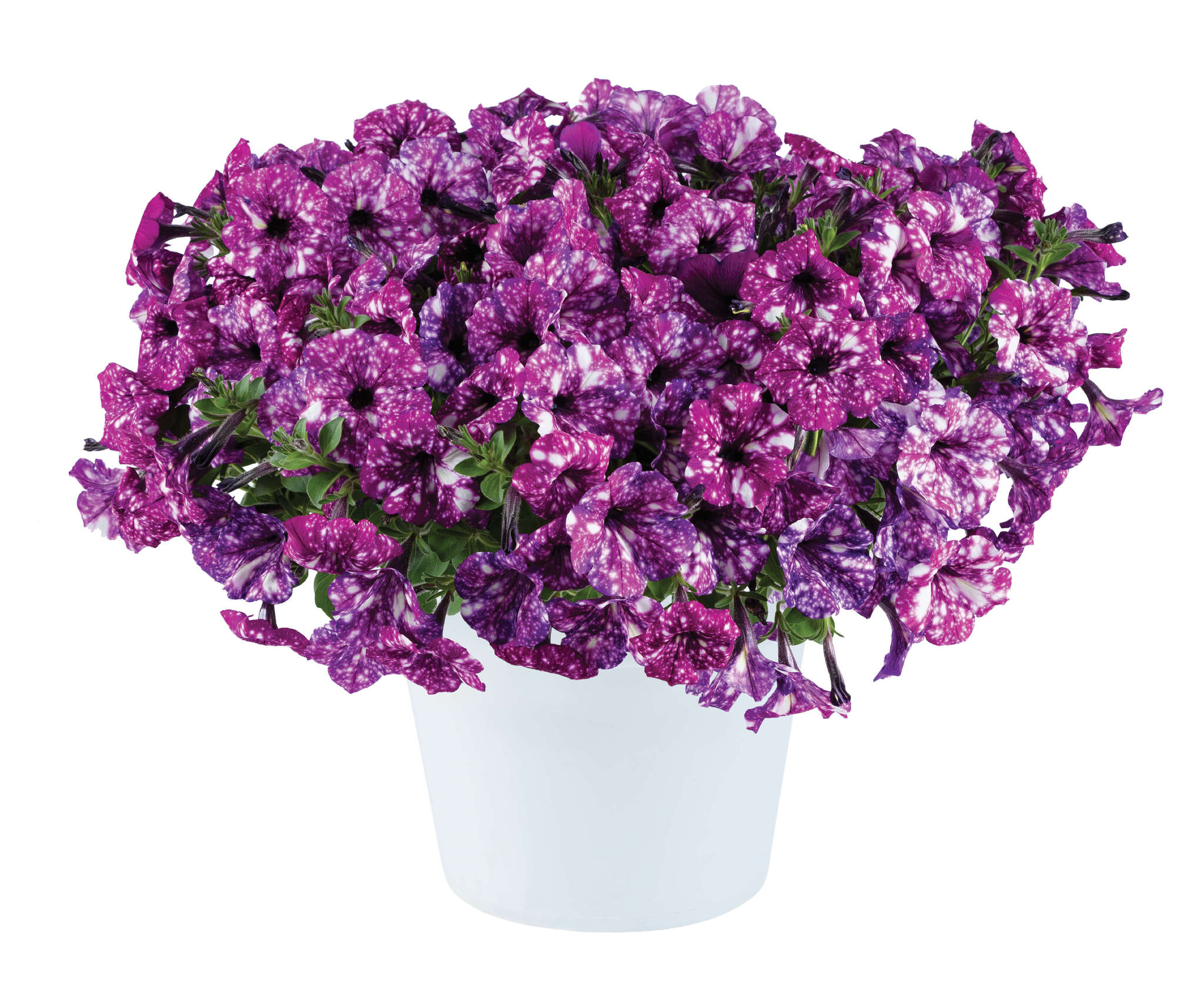 Петуния ампельная Сплаш Данс Пурпле Полка